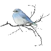 🐦