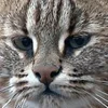 😾