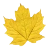 🍁
