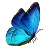 🦋