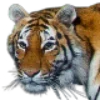 🐅