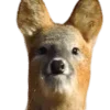 🦌