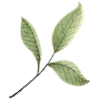 🌱