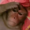 🐵