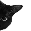 🐈⬛