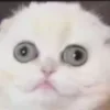 🤩