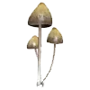 🍄