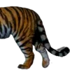 🐅