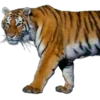 🐅