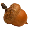 🌰