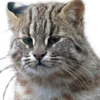 😾