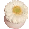 🌼