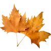 🍂