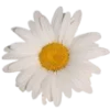🌼