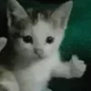 🐈‍⬛️