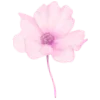 🌸