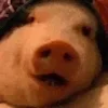 🐷
