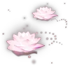 🪷