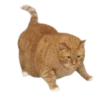 🐱