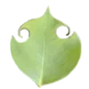 🌱