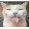 🐱