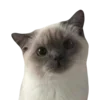 🐈