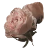 🌹