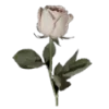 🌹