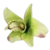 🌸