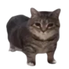 🐱