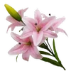 🌸