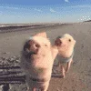 🐷