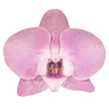 🌸