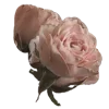 🌹