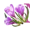 🌷