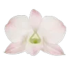 🌸
