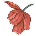 🌷