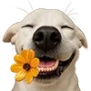 🌼