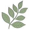 🌿