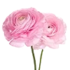 🌸