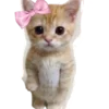 🐱