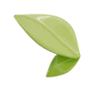 🍃