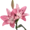🌺
