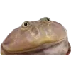🐸