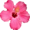 🌺