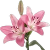 🌸