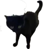 🙀