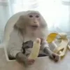 🍌