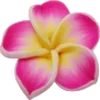 🌺