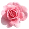 🌺